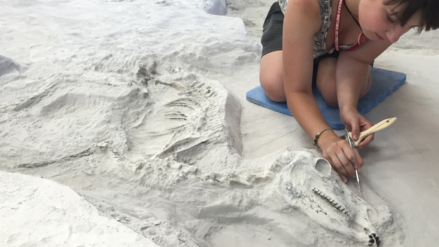 Skeletal remains of a horse discovered in ashfall fossil beds in the Great Plains.