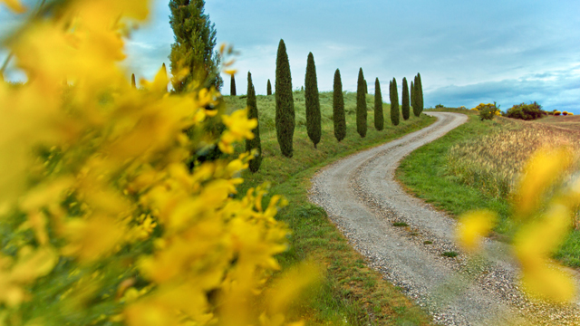 A road in Tuscany.