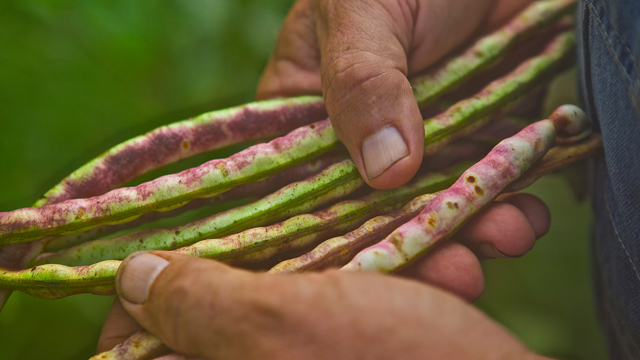 The film chronicles how Coykendall has tracked down and safeguarded rare and heirloom varieties of crops historically grown in Louisiana's farming communities.