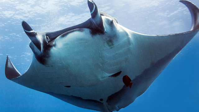 The majestic oceanic manta, a species that is facing increasing fishing pressures around the globe.