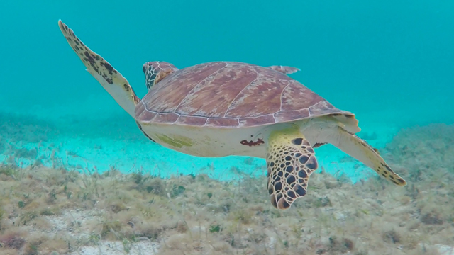 A sea turtle in the Bahamas