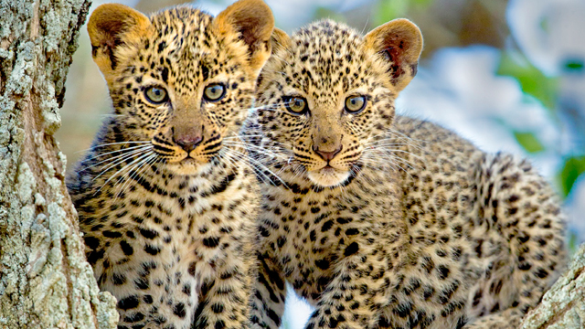 Mother leopards keep their babies safely hidden away for weeks. These two cubs were out for the first walk of their young lives.