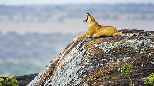 A lioness yawns as she relaxes on a rocky vantage point overlooking her pride lands.