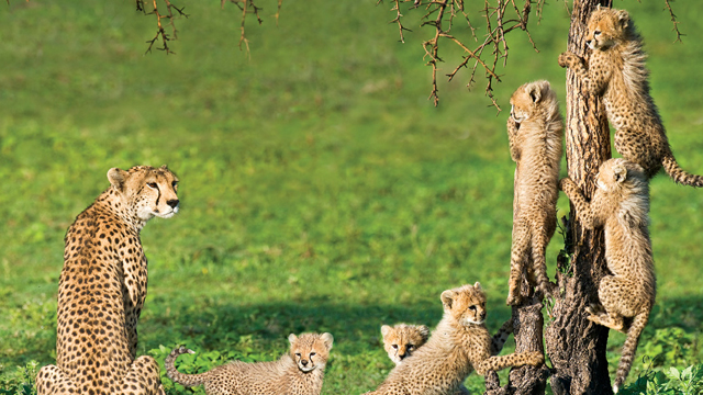 This powerful mother raised an unbelievable six cubs to adulthood who, in turn, became the “Super Moms of the Serengeti.”
