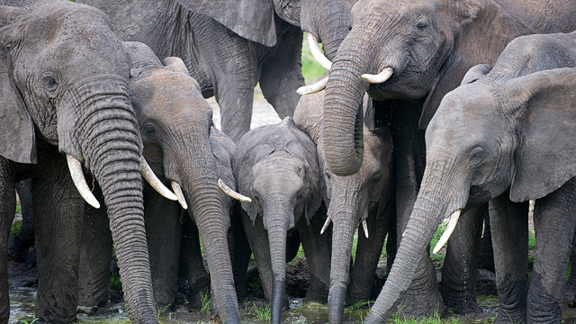 Elephants drink every day, but here the entire family circled the green pond with the calf placed protectively in the middle.