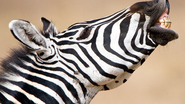 Zebra stallions keep watch over their family groups. When danger is near or if it’s time to move to new grazing areas, the stallion voices his distinctive bray.