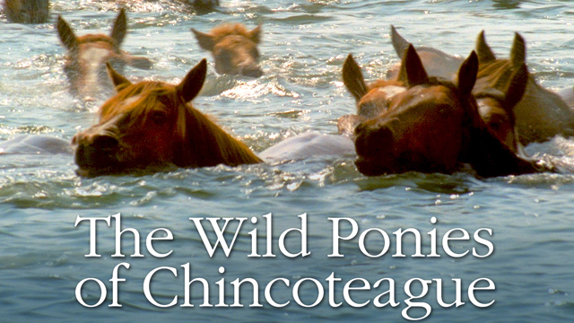 The documentary follows the annual Chincoteague wild pony swim and auction, as well as one teenager's journey to buy her first foal.