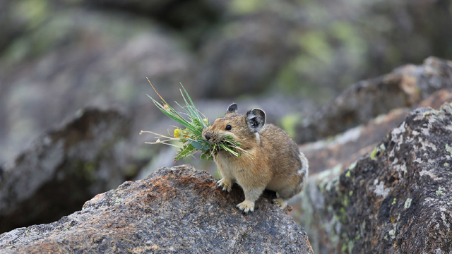 Meet the pika and other animals that inhabit Rocky Mountain National Park. Photo by Dick Orleans.