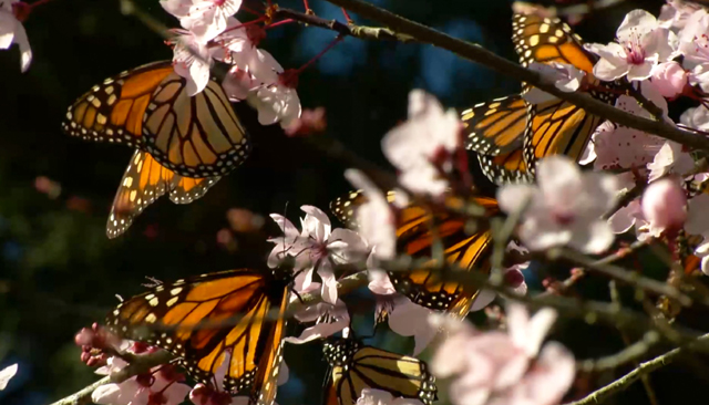 Several butterflies in a cherry blossom tree.
