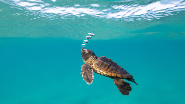 Explore the impact of human behavior on the environment through the eyes of South Florida’s sea turtles