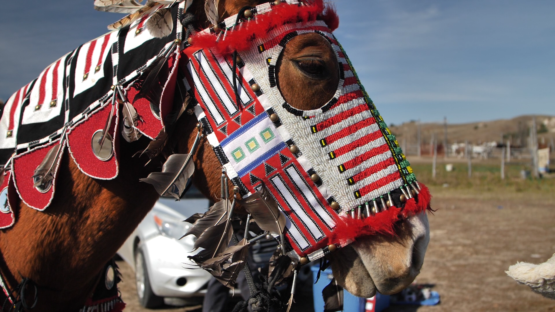 A horse in traditional regailia