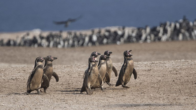 Penguins along Peru's coastline