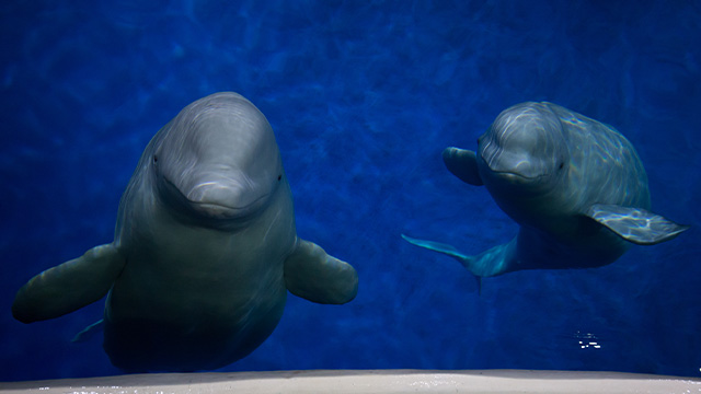 Little Grey and Little White are two beluga whales who were used for entertainment