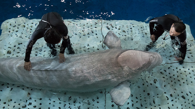 The documentary follows the dramatic and moving rescue of two beluga whales