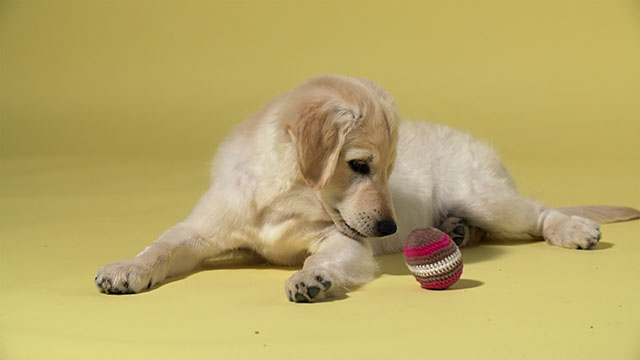 Follow the journey of newborn pups