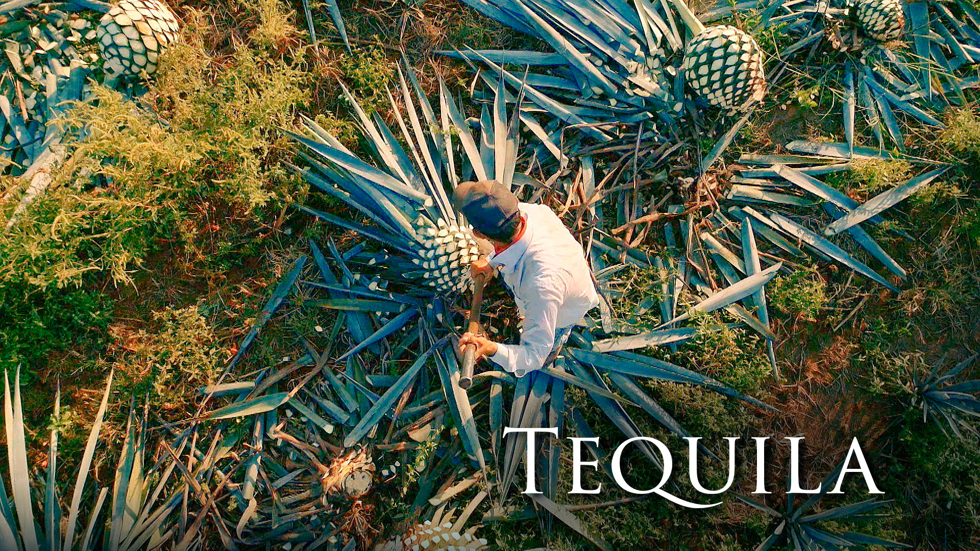 TEQUILA